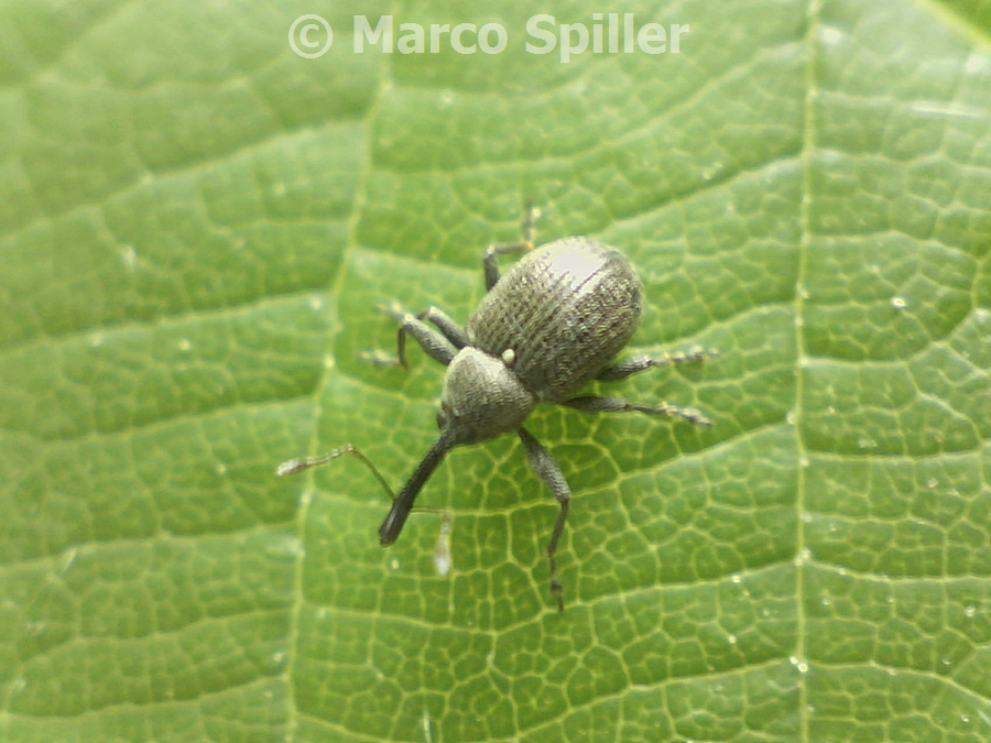 Piccolo curculionide da identificare: Anthonomus rubi